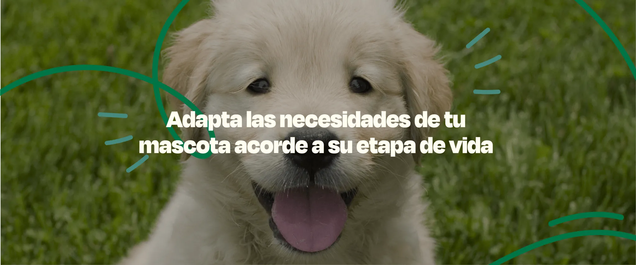 Cuántos años vivirá mi perro? Descubre el promedio de cada raza - Dogelthy