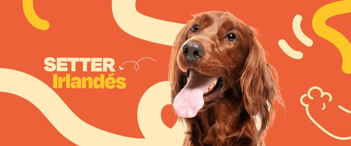 Setter Irlandés - Dogelthy