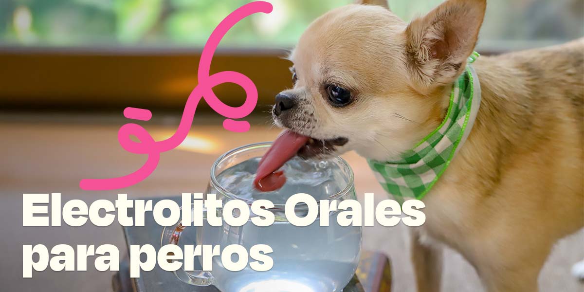 Electrolitos Orales Para Perros