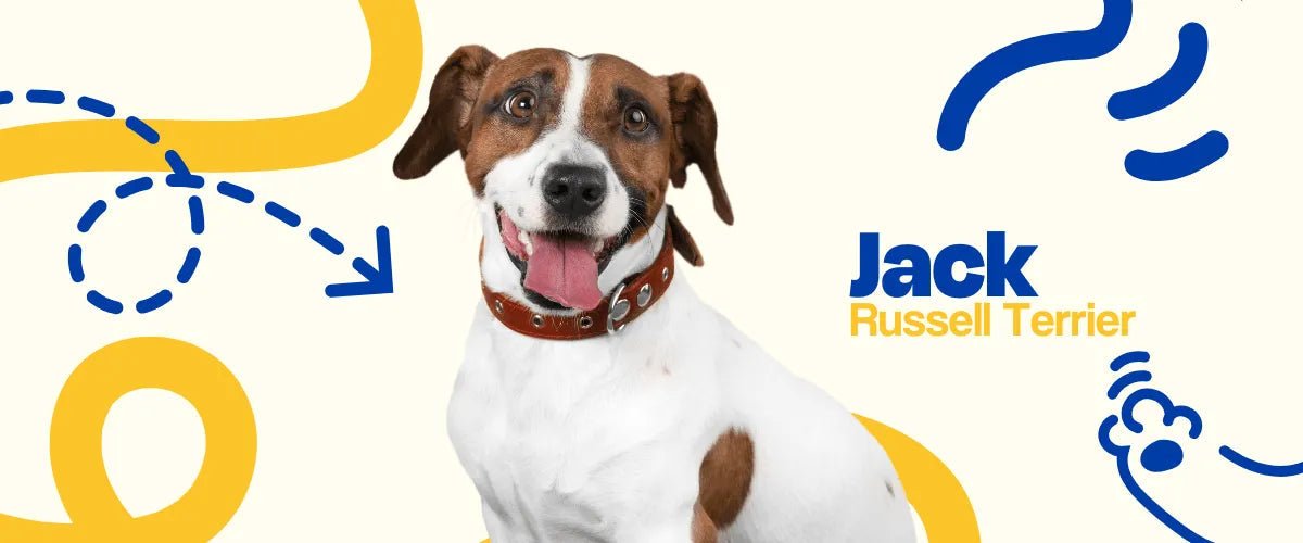 Jack Russell Terrier - Dogelthy