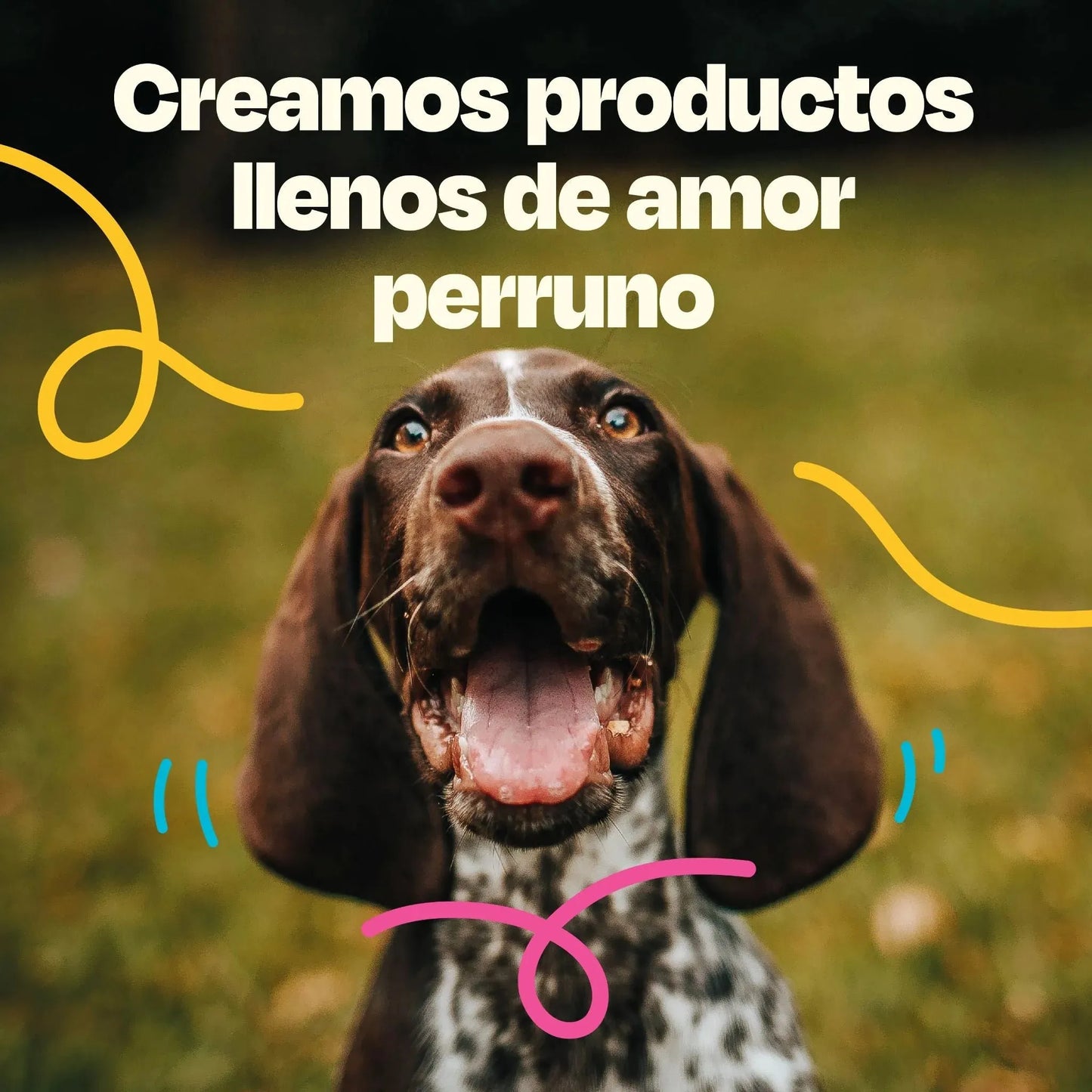 Kit Balance para Perro