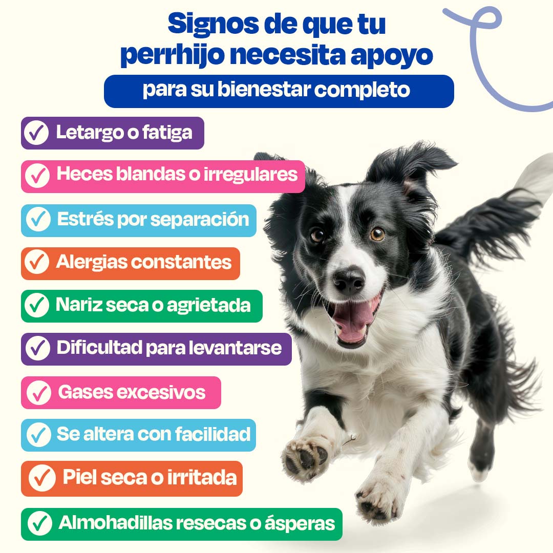 Kit del Perro Sano