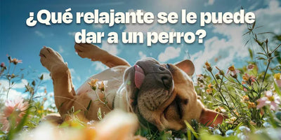 Perro relajado con un fondo florar