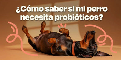 Banner de blog sobre probióticos para perros