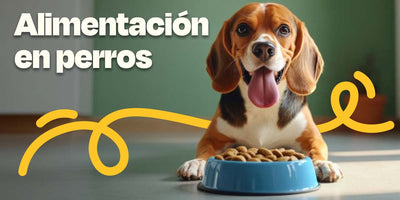 Porada del blog: Alimentación en Perros