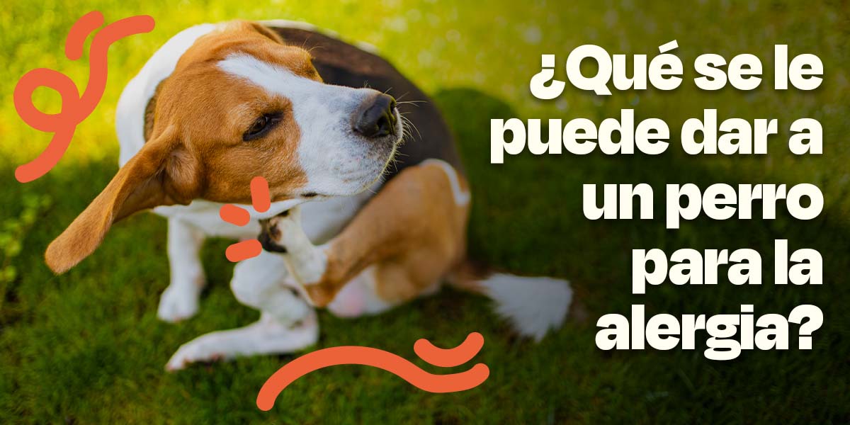 ¿Qué se le puede dar a un perro para la alergia?