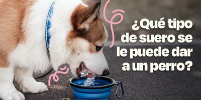 Perro tomando electrolitos para perro