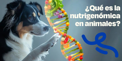 Perro con un ADN representando la nutrigenómica