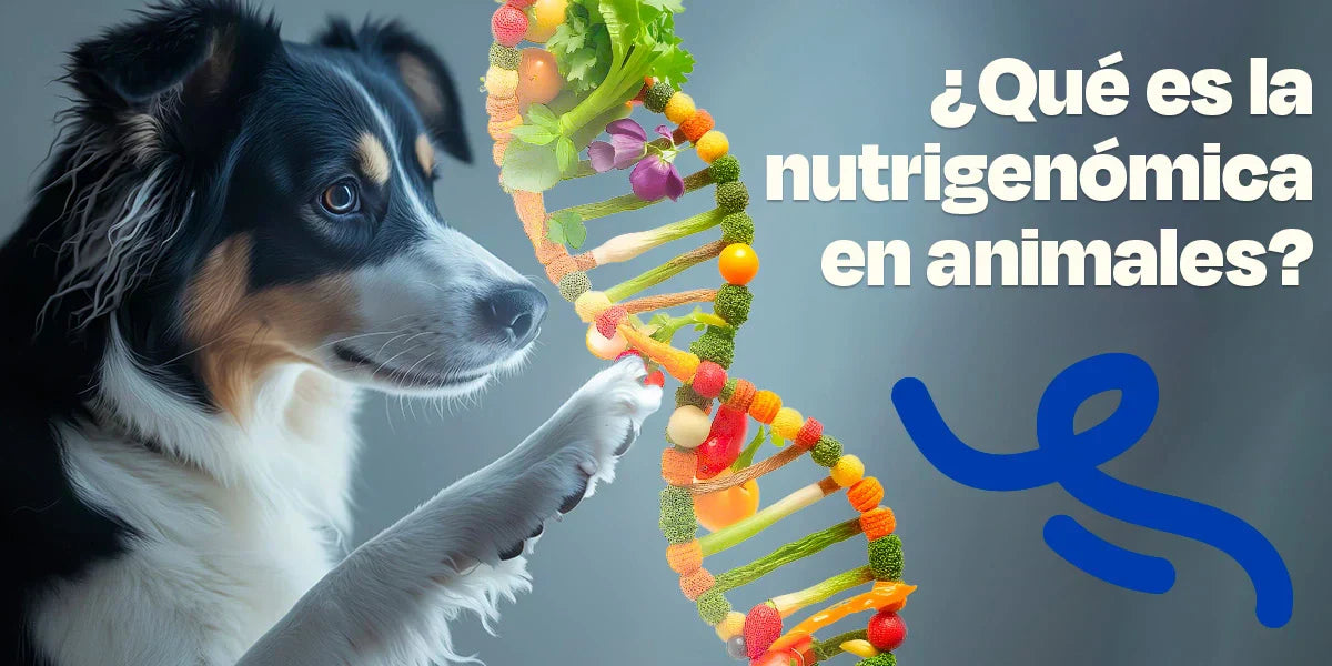 Perro con un ADN representando la nutrigenómica