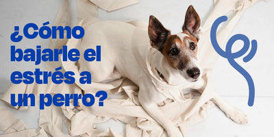 ¿Cómo bajarle el estrés a un perro?