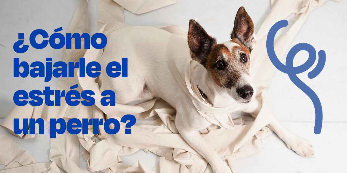 ¿Cómo bajarle el estrés a un perro?