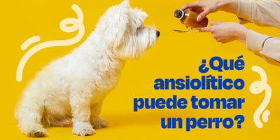 ¿Qué ansiolítico puede tomar un perro?