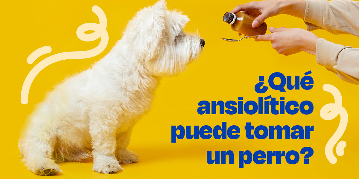 ¿Qué ansiolítico puede tomar un perro?