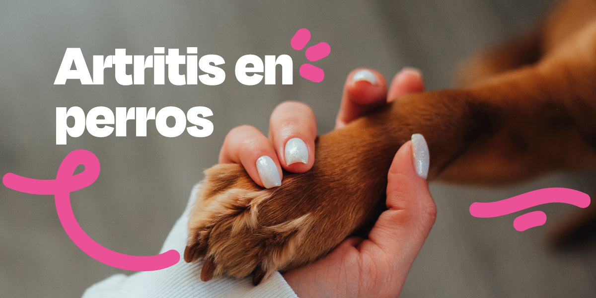¿Qué es la artritis en perros?