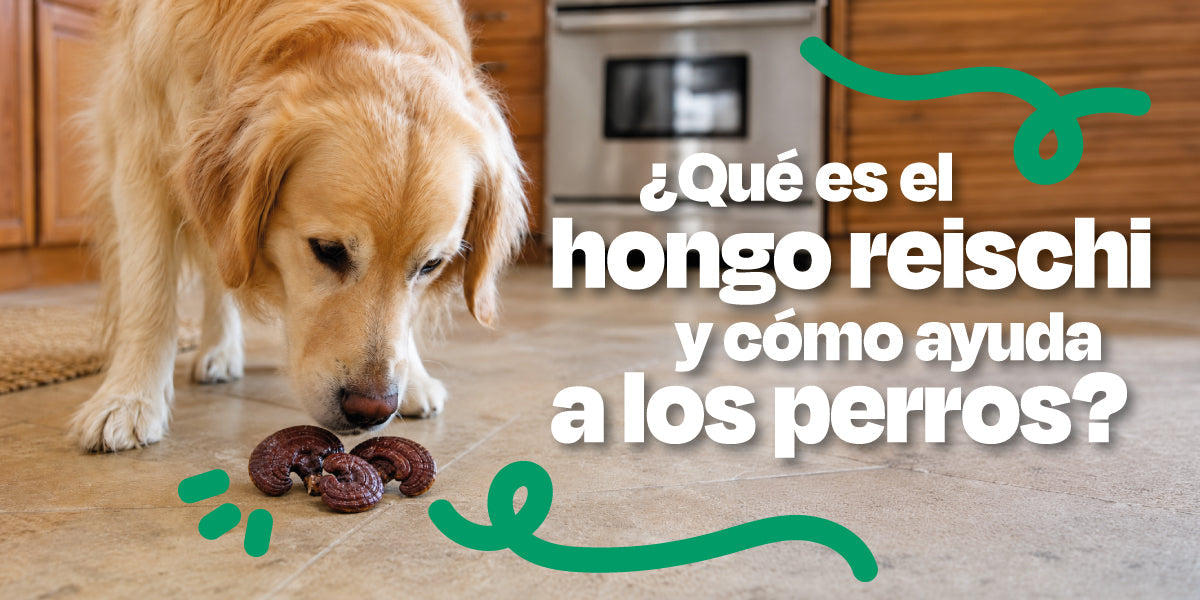 ¿Qué es el hongo reishi y cómo ayuda a los perros?