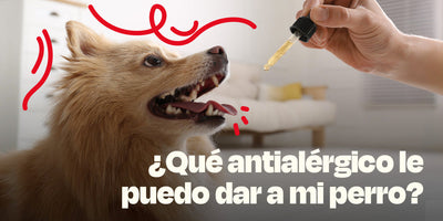 ¿Qué antialérgico le puedo dar a mi perro?