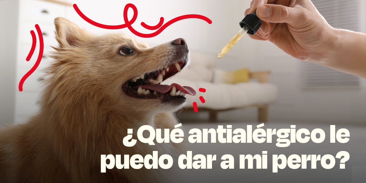 ¿Qué antialérgico le puedo dar a mi perro?