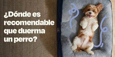¿Dónde es recomendable que duerma un perro?