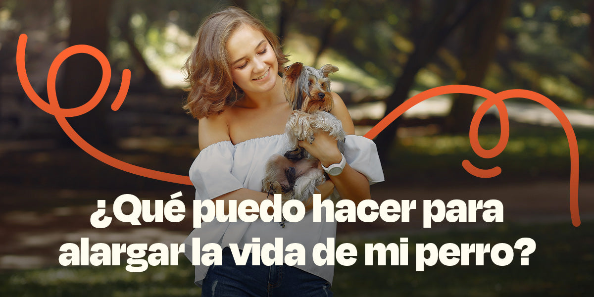¿Qué puedo hacer para alargar la vida de mi perro?