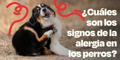 ¿Cuáles son los signos de la alergia en los perros?