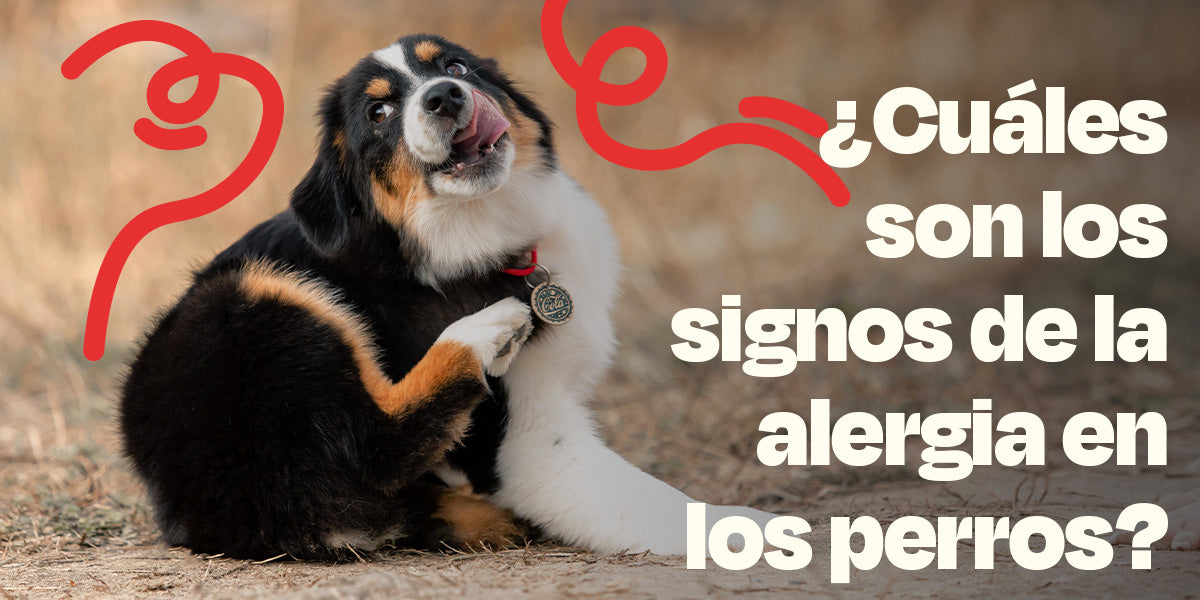 ¿Cuáles son los signos de la alergia en los perros?