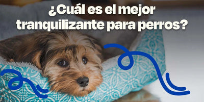 ¿Cuál es el mejor tranquilizante para perros?