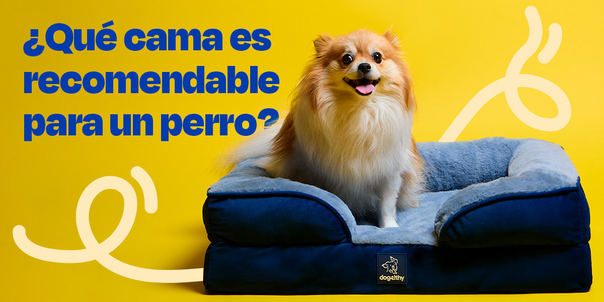 ¿Qué cama es recomendable para un perro?