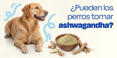 ¿Los perros pueden tomar ashwagandha?