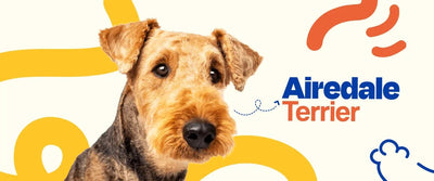 Airedale Terrier - Dogelthy