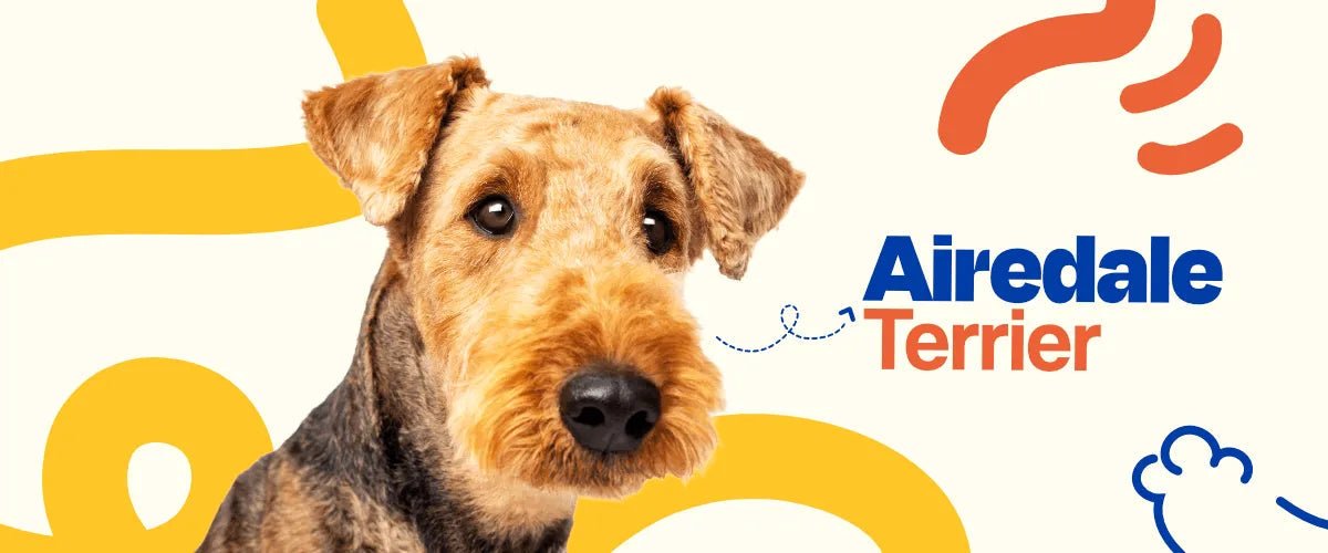 Airedale Terrier - Dogelthy
