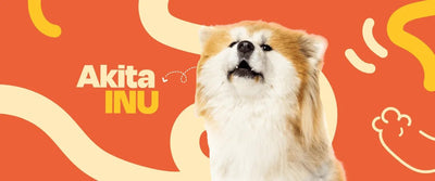 Akita Inu - Dogelthy
