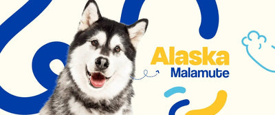 Alaskan Malamute - Dogelthy