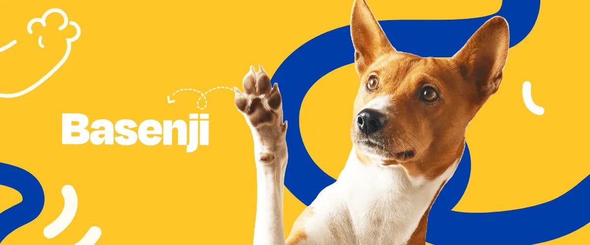 Basenji - Dogelthy