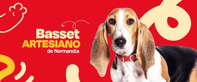 Basset Artesiano de Normandía - Dogelthy