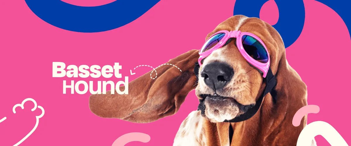 Basset Hound - Dogelthy