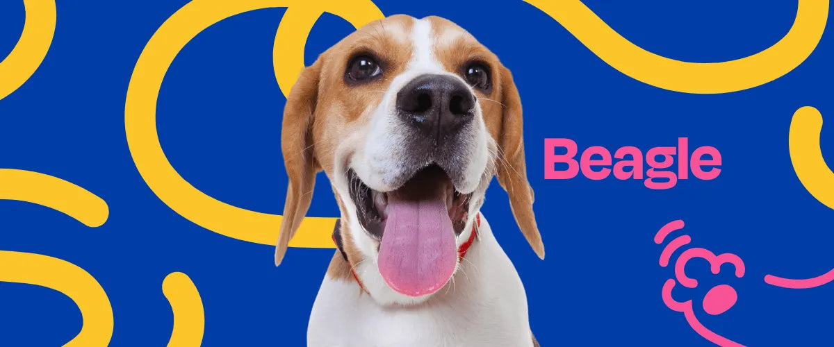 Beagle - Dogelthy