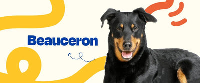 Beauceron - Dogelthy