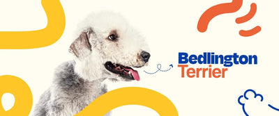 Bedlington Terrier - Dogelthy