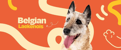 Belgian Laekenois - Dogelthy