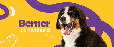 Berner Sennenhund (San Bernardo Suizo) - Dogelthy