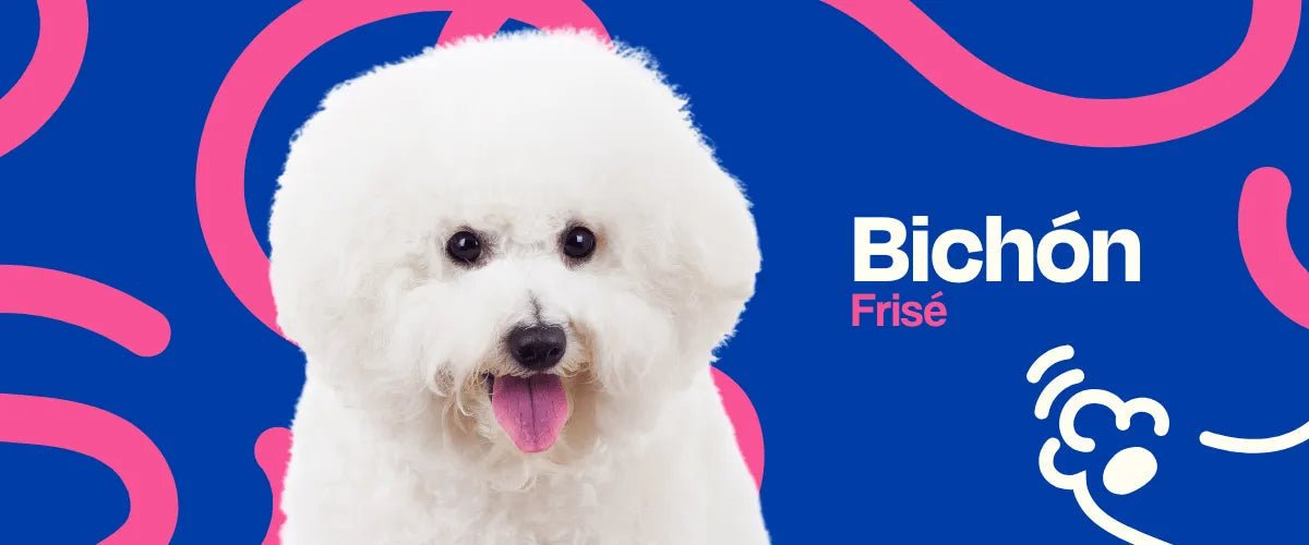 Bichón Frisé - Dogelthy