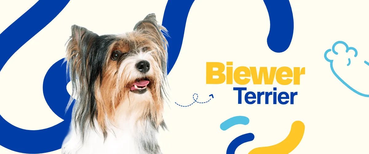 Biewer Terrier - Dogelthy