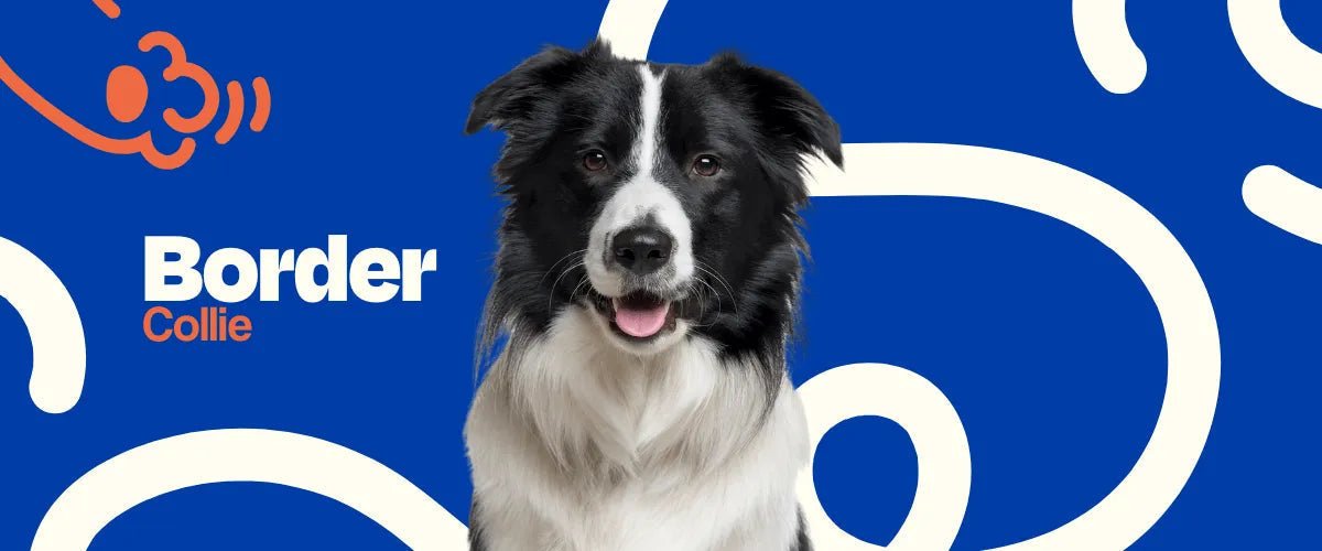 Border Collie - Dogelthy