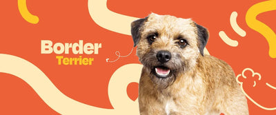 Border Terrier - Dogelthy