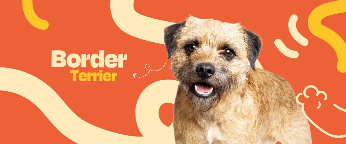 Border Terrier - Dogelthy