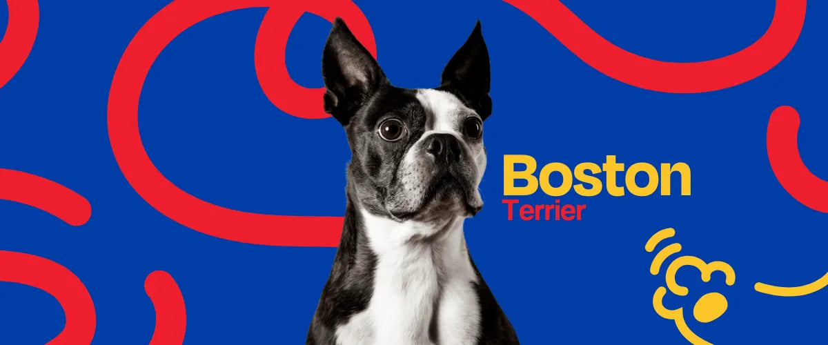Boston Terrier - Dogelthy