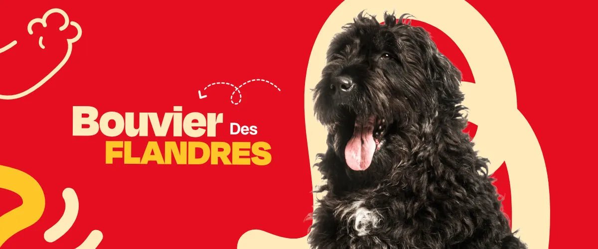 Bouvier des Flandres - Dogelthy