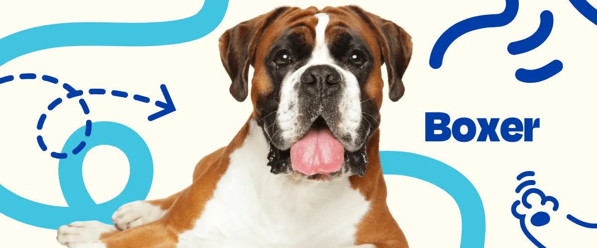Boxer - Dogelthy