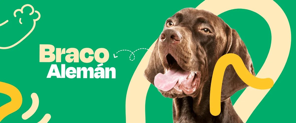 Braco Alemán - Dogelthy
