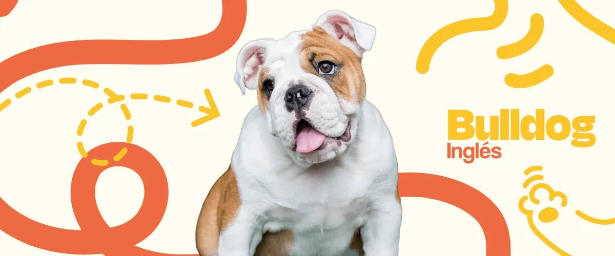 Bulldog Inglés - Dogelthy